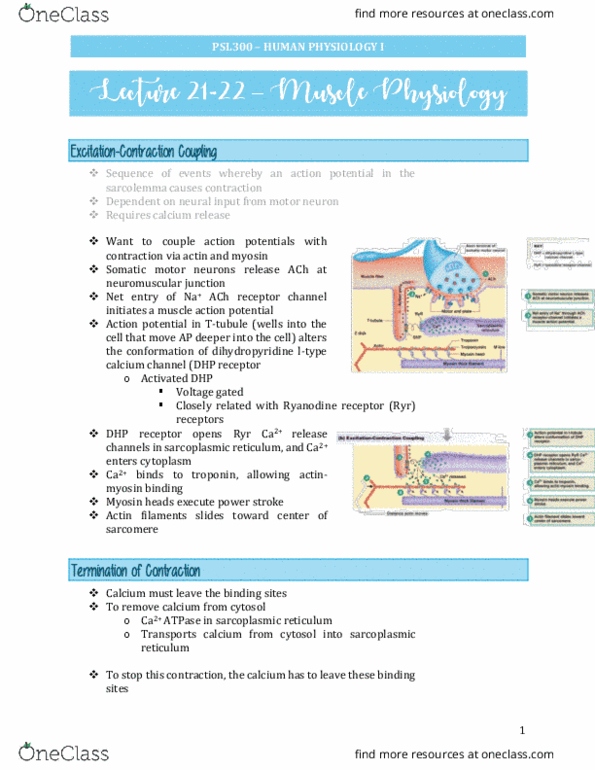 PSL300H1 Lecture Notes - Lecture 22: Endoplasmic Reticulum, Ryanodine Receptor, Dihydropyridine thumbnail