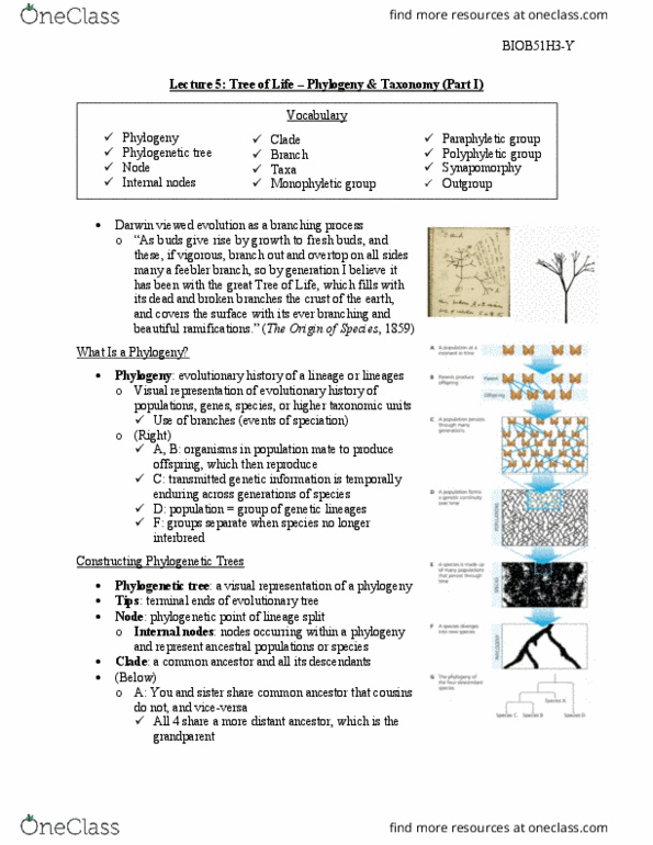 BIOB51H3 Lecture Notes - Lecture 5: Phylogenetic Tree, Branching Process, Polyphyly thumbnail