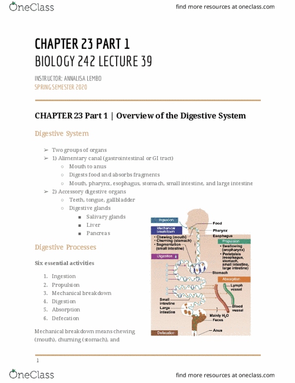 BIOL-242 Lecture Notes - Lecture 39: Gastrointestinal Tract, Salivary Gland, Digestion thumbnail