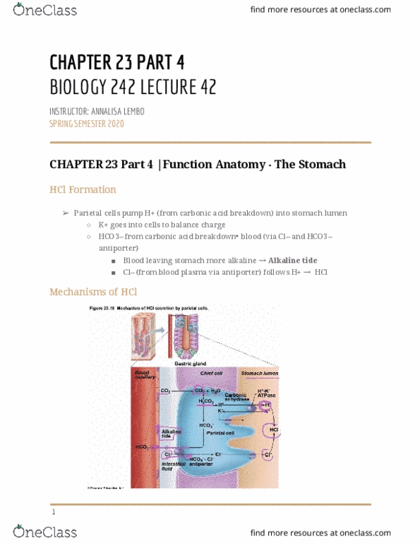 BIOL-242 Lecture Notes - Lecture 42: Antiporter, Parietal Cell, Blood Plasma thumbnail