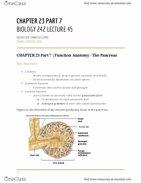 BIOL-242 Lecture Notes - Lecture 45: Pancreatic Islets, Pancreatic Juice, Pancreatic Duct thumbnail