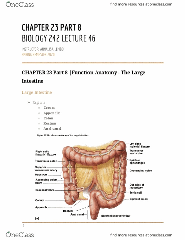 BIOL-242 Lecture Notes - Lecture 46: Heparin, Glycogen, Defecation thumbnail