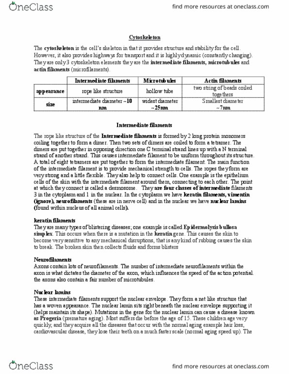 01:146:295 Lecture Notes - Lecture 11: Intermediate Filament, Nuclear Membrane, Axon Terminal thumbnail