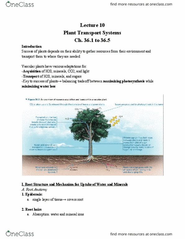 01:119:116 Lecture Notes - Lecture 10: Photosynthesis, Apoplast, Guard Cell thumbnail