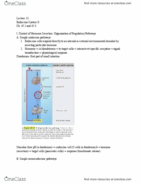 01:119:116 Lecture Notes - Lecture 13: Signal Transduction, Duodenum, Adrenocorticotropic Hormone thumbnail