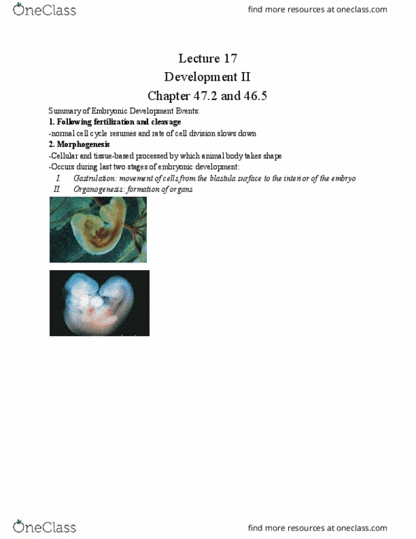 01:119:116 Lecture Notes - Lecture 17: Organogenesis, Blastula, Gastrulation thumbnail