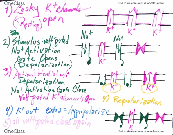 BIOL 1081 Lecture 2: action potential notes thumbnail