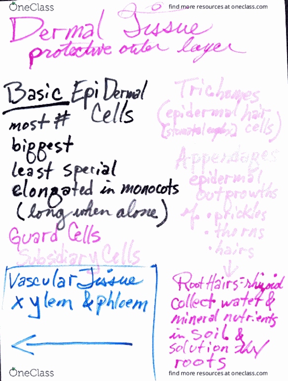 BIOL 1081 Lecture 4: plant tissue notes thumbnail