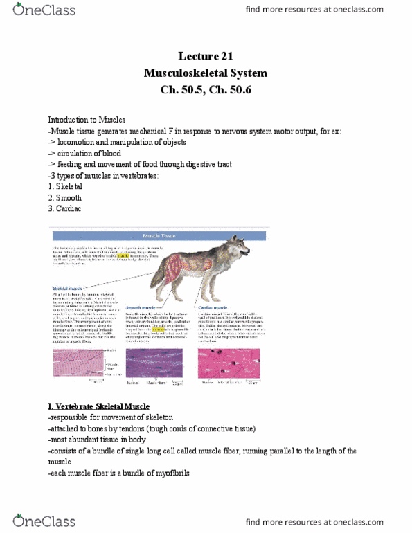 01:119:116 Lecture Notes - Lecture 21: Skeletal Muscle, Myocyte, Cardiac Muscle thumbnail