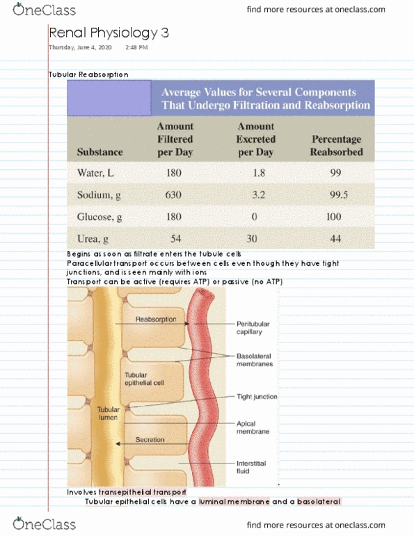 NPB 101 Lecture 40: Renal Physiology 3 thumbnail