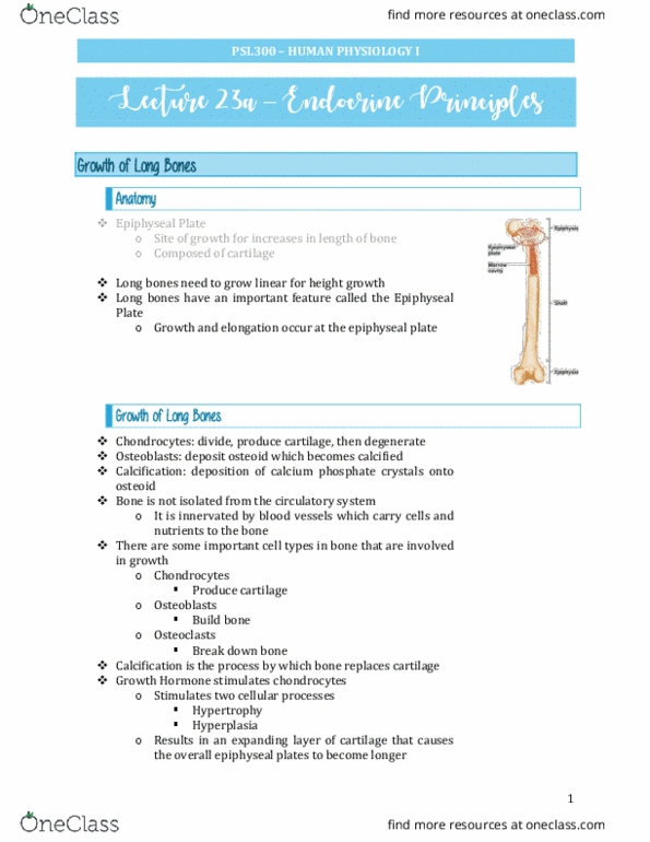 PSL300H1 Lecture Notes - Lecture 24: Epiphyseal Plate, Osteoid, Chondrocyte thumbnail
