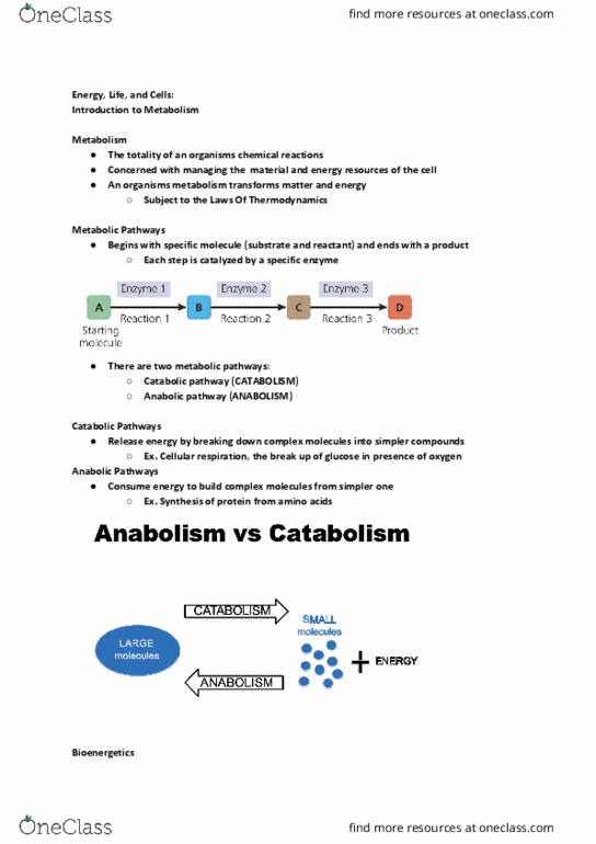 BIOL107 Lecture Notes - Lecture 9: Glycolysis, Cellular Respiration, Potential Energy thumbnail