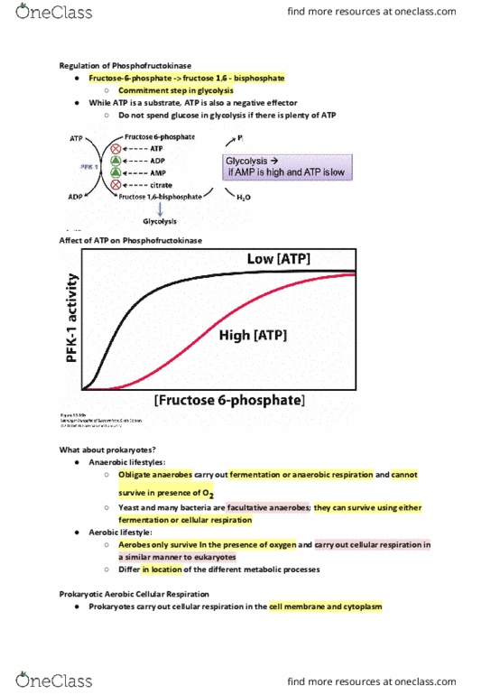 BIOL107 Lecture Notes - Lecture 18: Atp Synthase, Pyruvic Acid, Anaerobic Respiration thumbnail