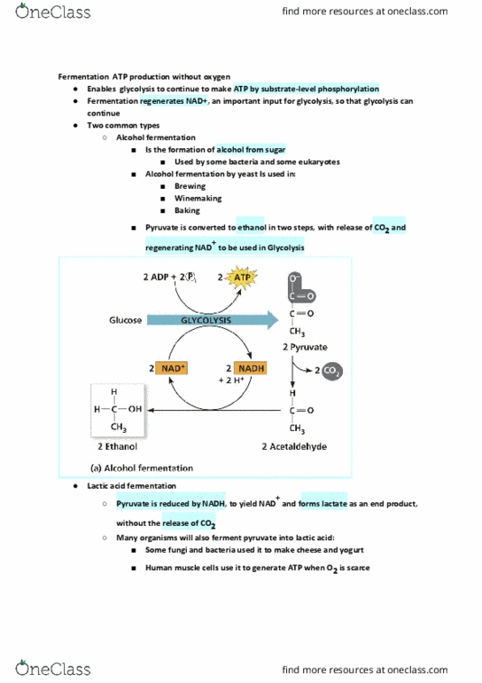 BIOL107 Lecture Notes - Lecture 19: Pyruvic Acid, Glycolysis, Cellular Respiration thumbnail