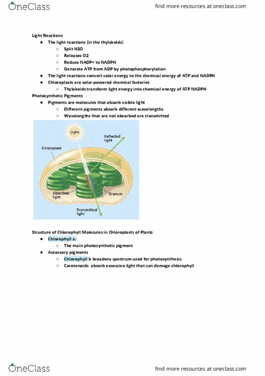 BIOL107 Lecture Notes - Lecture 22: Photosystem I, P700, Photophosphorylation thumbnail