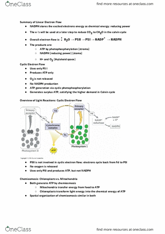 BIOL107 Lecture Notes - Lecture 25: Rubisco, Carbon Fixation, Light-Dependent Reactions thumbnail