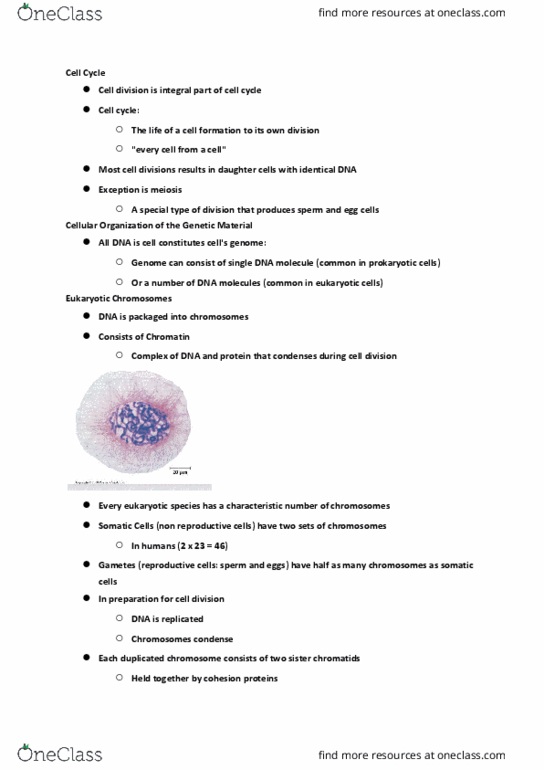BIOL107 Lecture Notes - Lecture 6: Chromosome, Prokaryote, Cell Division thumbnail