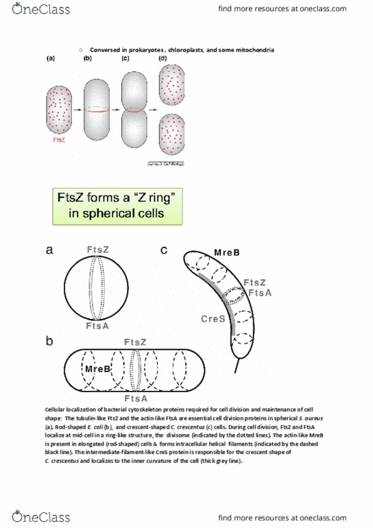 BIOL107 Lecture Notes - Lecture 2: Cytoskeleton, Mreb, Ftsz thumbnail