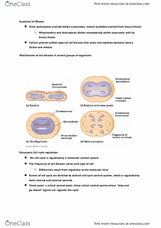 BIOL107 Lecture Notes - Lecture 13: Mitochondrion, Mitosis thumbnail