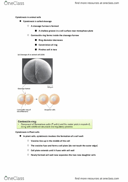 BIOL107 Lecture Notes - Lecture 12: Cleavage Furrow, Cell Plate, Metaphase thumbnail