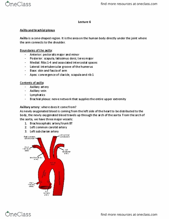 SAR HS 369 Lecture Notes - Lecture 6: Latissimus Dorsi Muscle, Common Carotid Artery, Bicipital Groove thumbnail