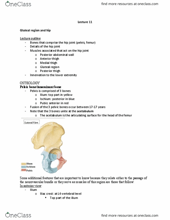 SAR HS 369 Lecture Notes - Lecture 11: Neurovascular Bundle, Gluteal Muscles, Iliac Crest thumbnail