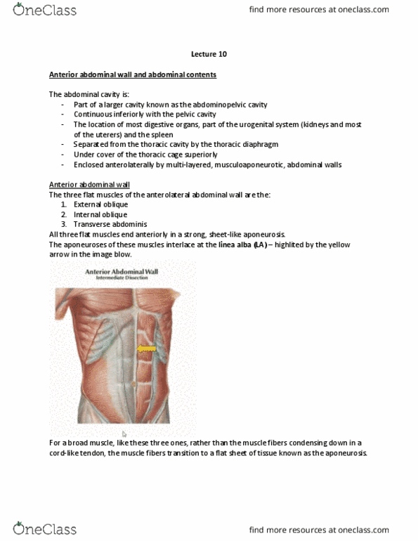 SAR HS 369 Lecture Notes - Lecture 10: Abdominopelvic Cavity, Abdominal Cavity, Thoracic Cavity thumbnail