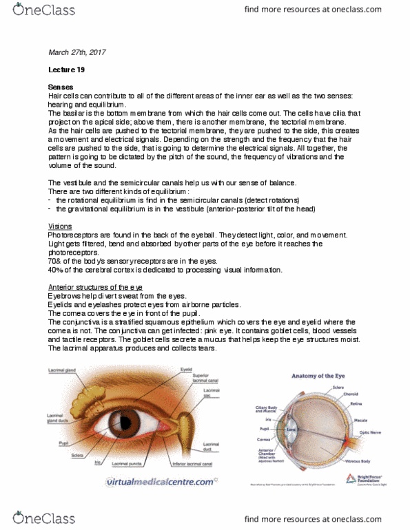 CAS BI 106 Lecture Notes - Lecture 19: Sclera, Conjunctivitis, Retina thumbnail