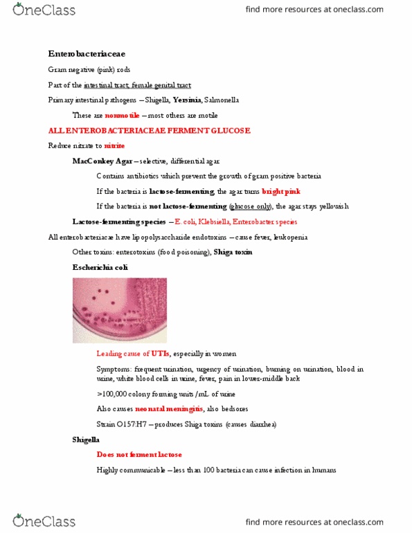 BIOL 4376 Lecture Notes - Lecture 16: Macconkey Agar, Shiga Toxin, Enterobacteriaceae thumbnail