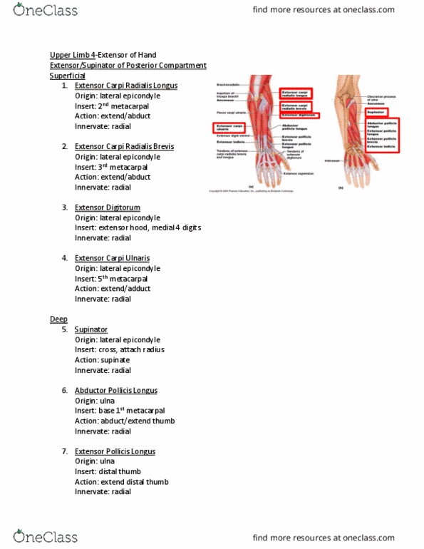 Anatomy and Cell Biology 2221 Lecture Notes - Lecture 4: Ulna, Scaphoid Bone, Supinator Muscle thumbnail