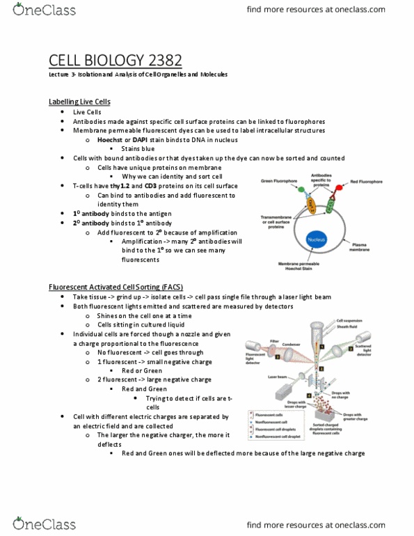Biology 2382B Lecture Notes - Lecture 3: Polyacrylamide, Cell Membrane, Cell Culture thumbnail