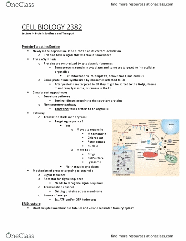 Biology 2382B Lecture Notes - Lecture 4: Glycosylation, Ribosome, Oligosaccharyltransferase thumbnail