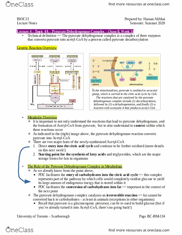 BIOC13H3 Lecture Notes - Lecture 4: Pyruvate Dehydrogenase Complex, Pyruvate Dehydrogenase, Acetyl-Coa thumbnail