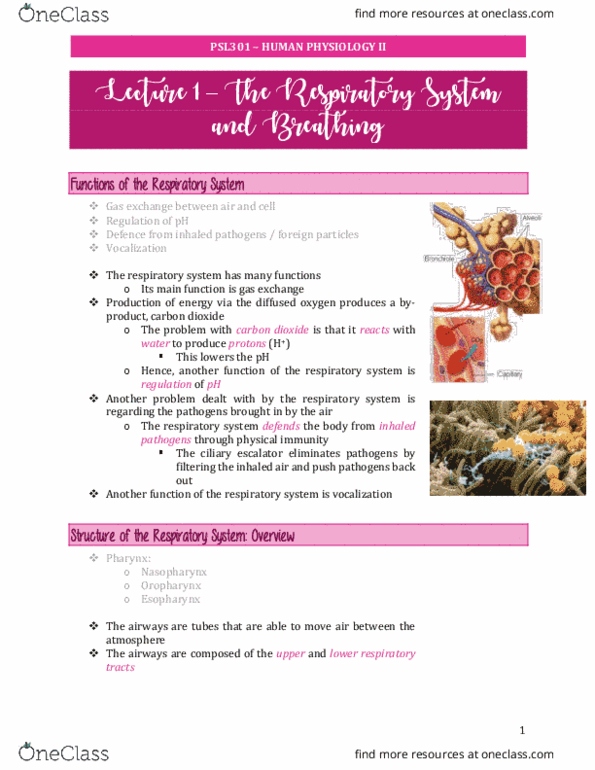 PSL301H1 Lecture Notes - Lecture 1: Bronchus, Escalator, Bronchiole thumbnail