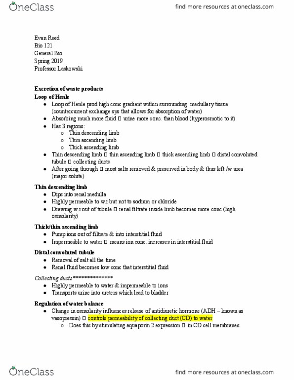 BIO 121 Lecture Notes - Lecture 25: Ascending Limb Of Loop Of Henle, Distal Convoluted Tubule, Renal Physiology thumbnail