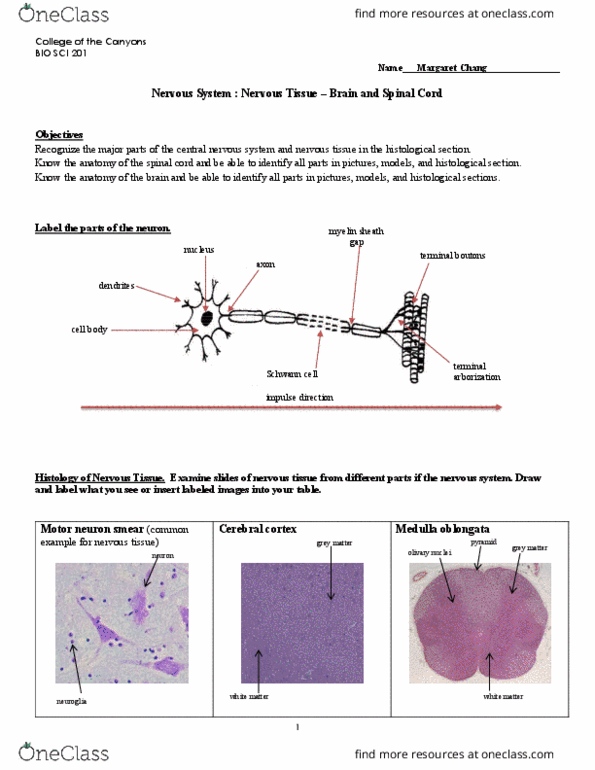 BIO 3342 Lecture Notes - Lecture 43: Histology, Membrane Protein, Peripheral Nervous System thumbnail