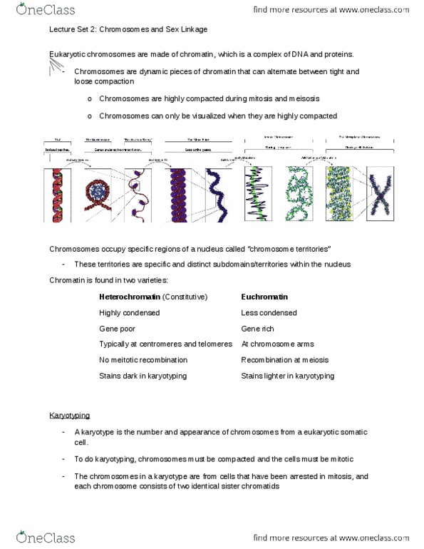 MBG 2040 Lecture Notes - Lecture 2: Y Chromosome, Chromosome Territories, Karyotype thumbnail