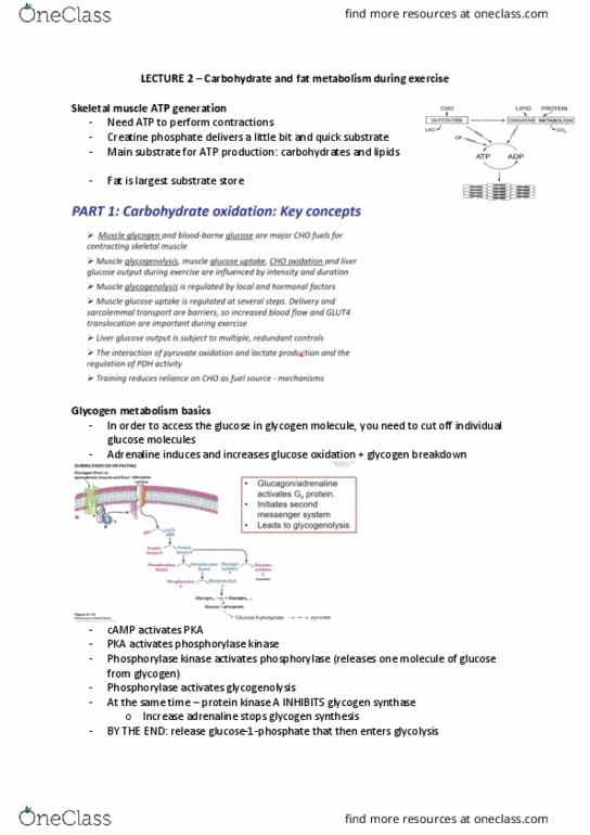 PHYS30005 Lecture Notes - Lecture 2: Phosphorylase Kinase, Glycogen Synthase, Phosphocreatine thumbnail