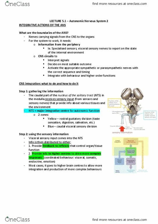 NEUR30003 Lecture Notes - Lecture 13: Solitary Tract, Hypertrophy, Visceral Pain thumbnail