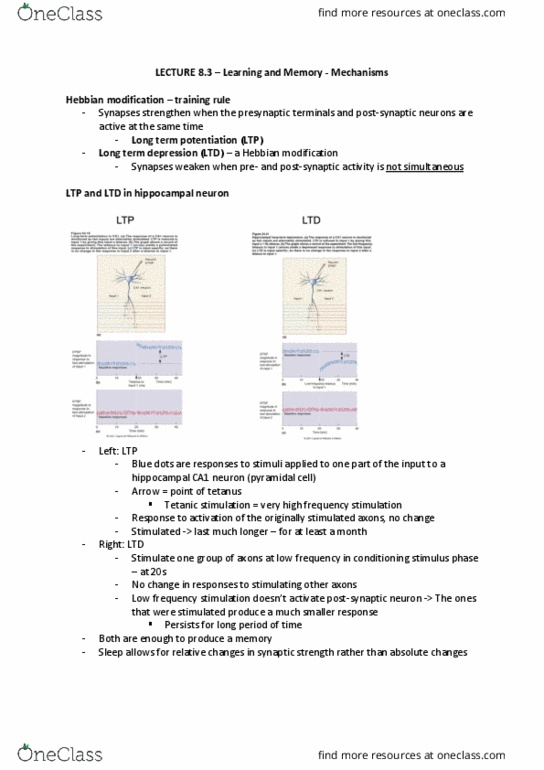 NEUR30003 Lecture Notes - Lecture 20: Nmda Receptor, Ketamine, Low Frequency thumbnail