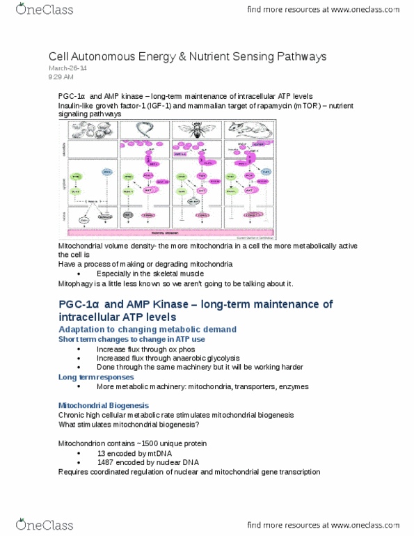 BIOL 3P30 Lecture : Cell Autonomous Energy & Nutrient Sensing Pathways.docx thumbnail