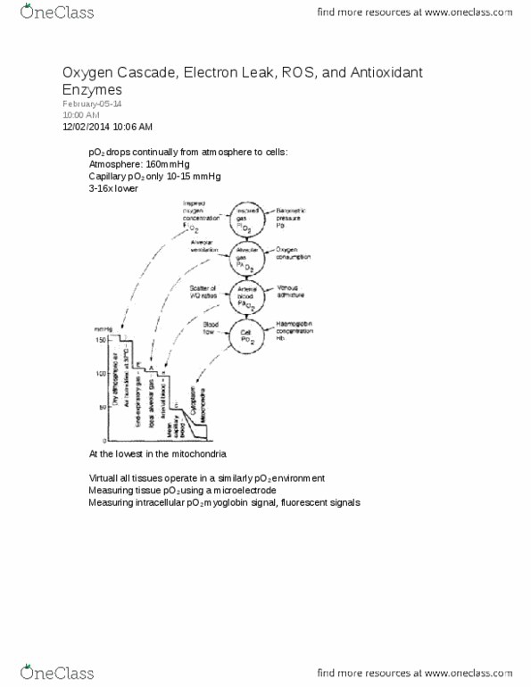 BIOL 3P30 Lecture Notes - Hypoxanthine, Chief Operating Officer, Xanthine Oxidase thumbnail