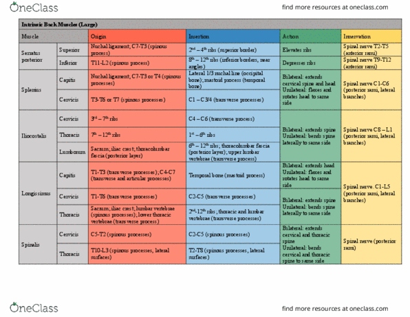 BIO 212 Lecture Notes - Lecture 26: Iliac Crest, Semispinalis Muscles, Multifidus Muscle thumbnail