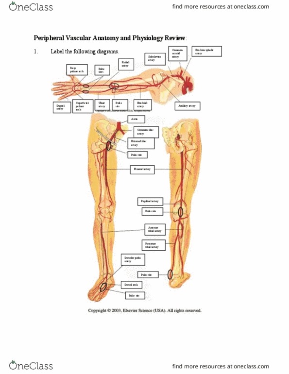 BIOL 4030 Lecture Notes - Lecture 22: Axillary Artery, Xanthoma, Common Iliac Artery thumbnail