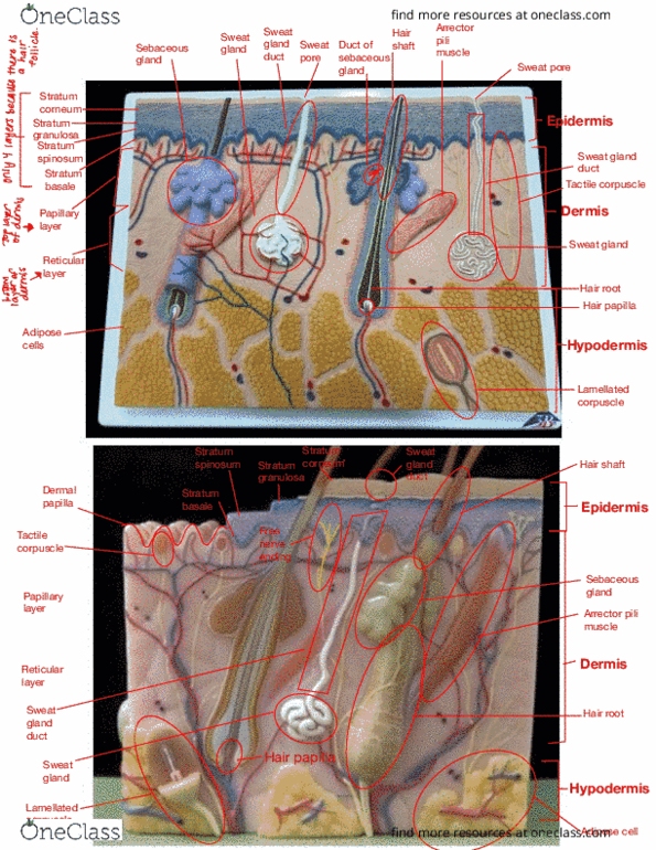 BSC 1086C Chapter Notes - Chapter 1: Sweat Gland, Tactile Corpuscle thumbnail