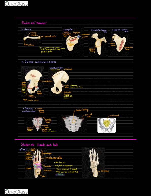 BSC 1086C Chapter Notes - Chapter 1: Arthropod Leg, Scapula, Metacarpal Bones thumbnail