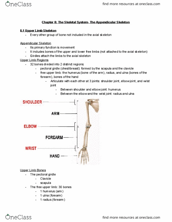 BSC 1086C Chapter Notes - Chapter 8: Obturator Membrane, Radial Notch, Sacroiliac Joint thumbnail