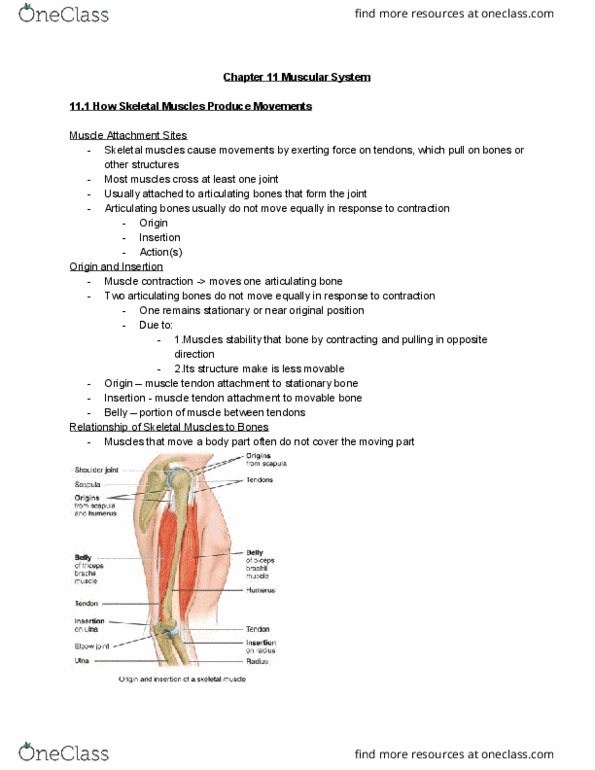 BSC 1086C Chapter Notes - Chapter 11: Muscle Contraction, Mylohyoid Muscle, Supinator Muscle thumbnail