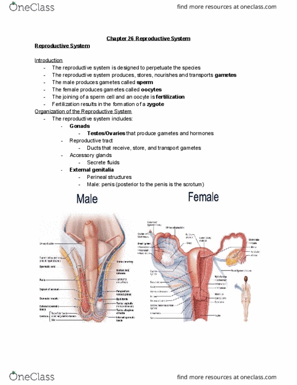 BSC 1086C Chapter Notes - Chapter 26: Male Reproductive System, Reproductive System, Perineum thumbnail