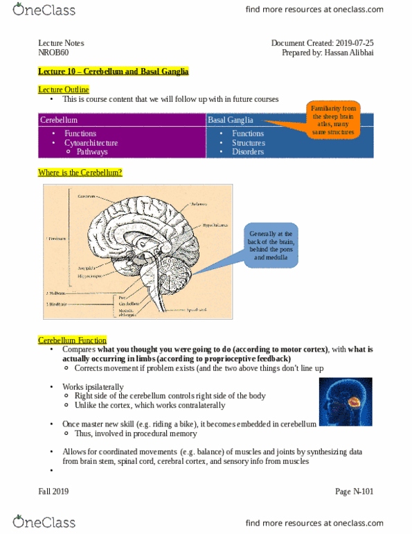 NROB60H3 Lecture Notes - Lecture 10: Basal Ganglia, Cytoarchitecture, Brainstem thumbnail